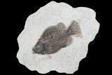 Cockerellites (Priscacara) Fossil Fish - Hanger Installed #88772-1